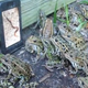 Illustration for article titled Video of frogs watching video of worms provides key to understanding viral media